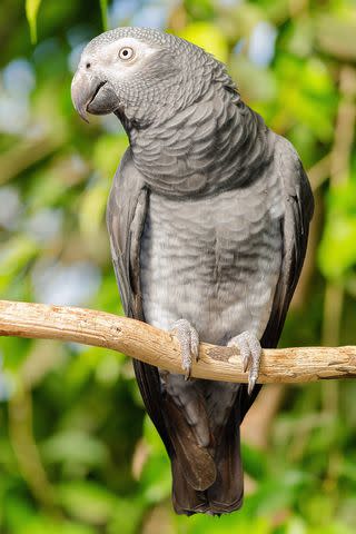 <p>Getty</p> An African gray parrot