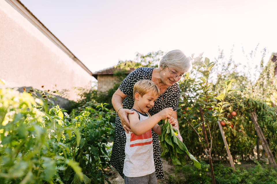 Grandma and young boy smile and pick vegetables together in a garden. Grandma wears a patterned dress, and the boy is in a sleeveless shirt and shorts