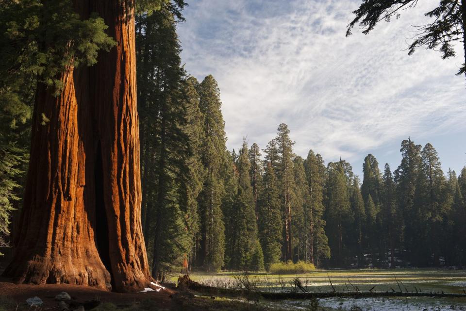 <p>A joint park combining <a href="https://www.nps.gov/seki/index.htm" rel="nofollow noopener" target="_blank" data-ylk="slk:Sequoia National Park and Kings Canyon National Park;elm:context_link;itc:0;sec:content-canvas" class="link ">Sequoia National Park and Kings Canyon National Park</a> possesses the greatest difference in elevation—from 1,306 feet to 14,505 feet—of any protected area in the Lower 48. But the main attraction is the General Sherman giant sequoia tree, the world’s largest tree by volume, standing 275 feet tall and 36 feet in diameter. </p>