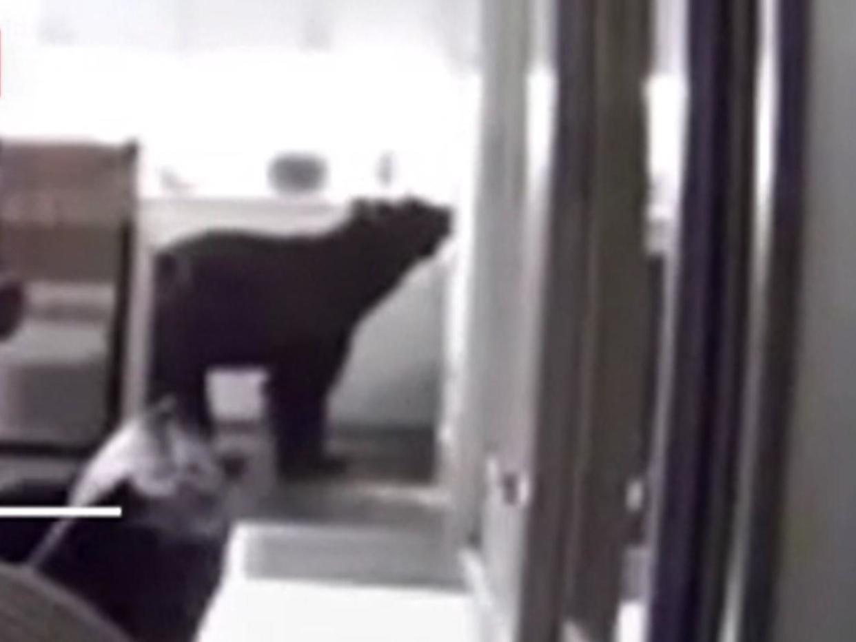 A bear raids a cabin kitchen in Truckee, California: Screengrab