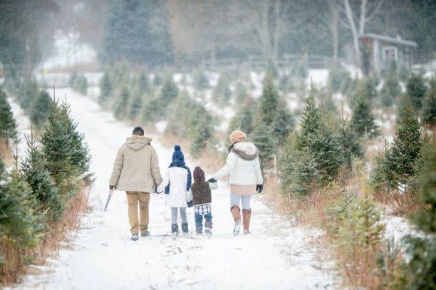 This Is the Best Christmas Tree Farm in Your State