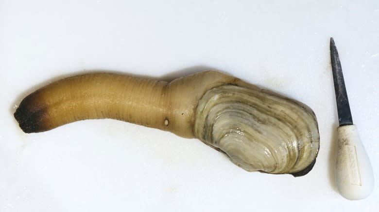 geoduck and knife