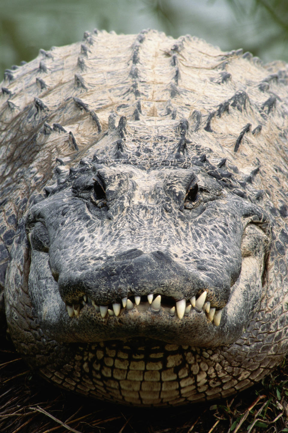 AMERICAN ALLIGATOR (ALLIGATOR MISSISSIPPIENSIS)