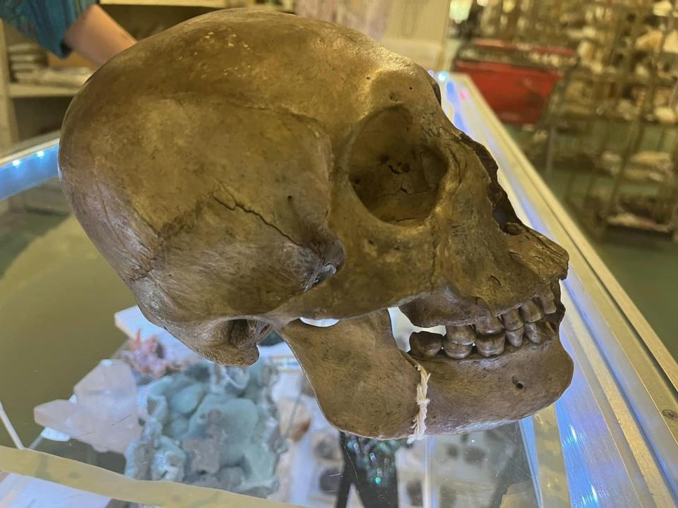 美國一名人類學家在二手雜貨店，竟翻到一顆真的人類頭骨。（翻攝自臉書Lee County Sheriff's Office（Sheriff Carmine Marceno））