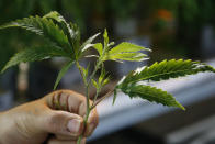 Chip Baker holds a cutting of a marijuana plant at the Baker's marijuana nursery at Bakers Medical, Wednesday, Feb. 26, 2020, in Oklahoma City. When voters in conservative Oklahoma approved medical marijuana in 2018, many thought the rollout would be ploddingly slow and burdened with bureaucracy. Instead, business is booming so much cannabis industry workers and entrepreneurs are moving to Oklahoma from states with more well-established pot cultures, like California, Colorado and Oregon. (AP Photo/Sue Ogrocki)