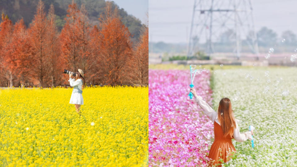 從台中小出走 這5條「落羽松、波斯菊、油菜花海」路線收藏新年元月限定的美景