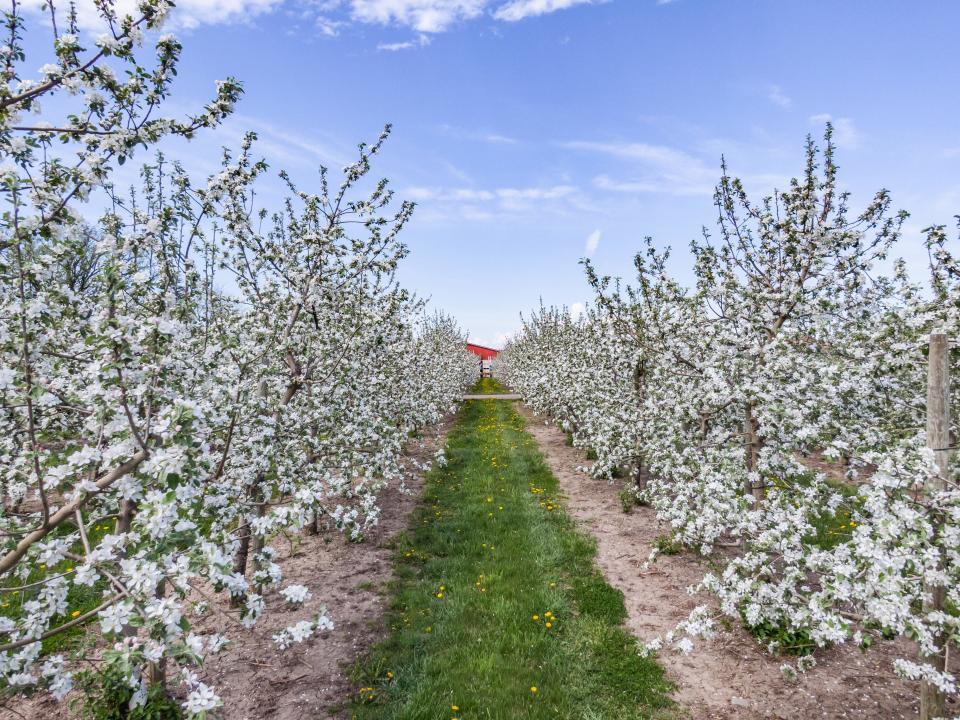 Apple Blossom Experience at Blake's Orchard & Cider Mill.