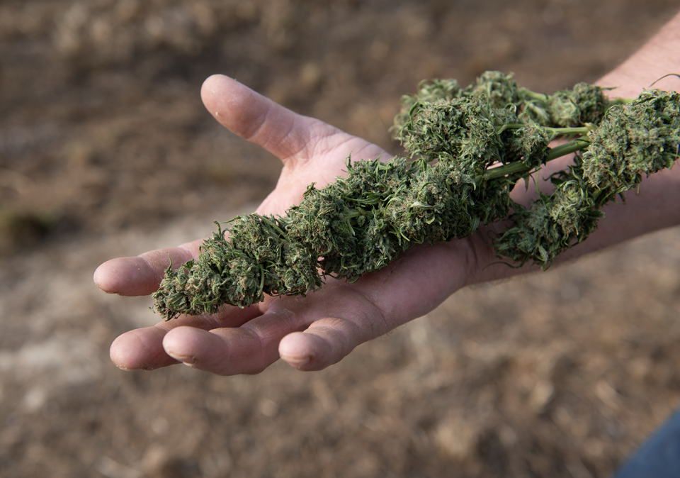 Licensed hemp cultivator William Lane holds a drying hemp plant at his Portage County farm.