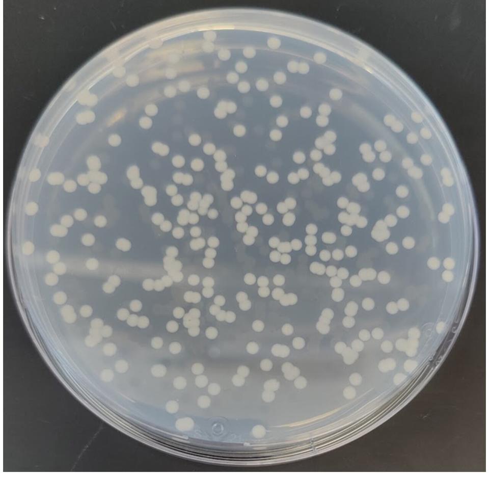 Methylotuvimicrobium buryatense 5GB1C growing on methane on an agar plate.