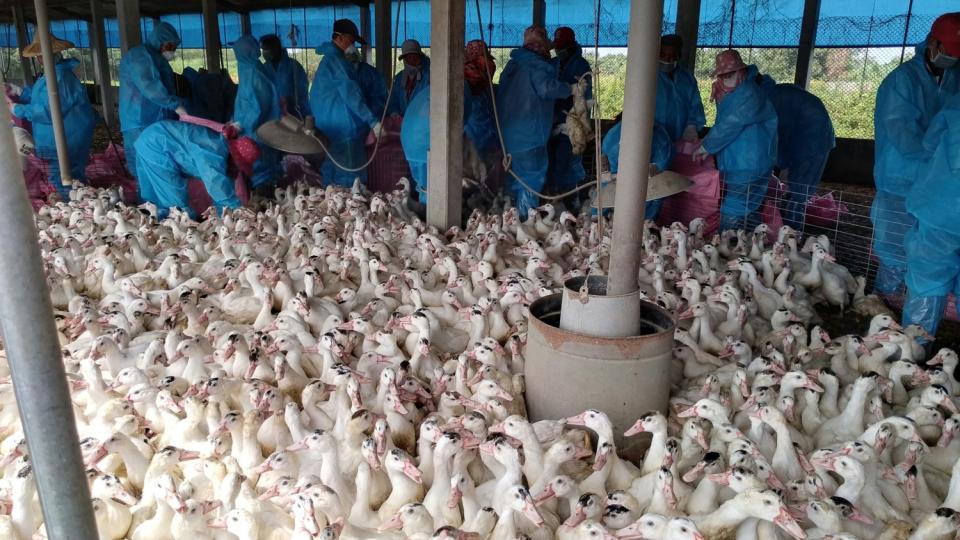 荷蘭傳出H5亞型高病原性禽流感疫情，農委會請各養禽業者務必提高警覺(示意圖)。   圖：取自雲林縣政府網站