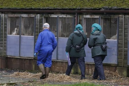 Experts wearing protective suits are seen at a duck farm in Nafferton, northern England November 17, 2014. REUTERS/Phil Noble