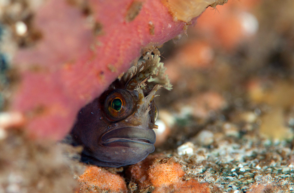 A Yarell’s blend fish peers out of the sea cave to see what’s happening. 