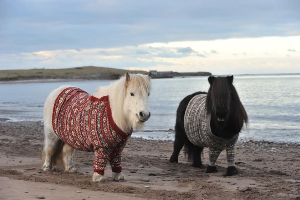 Shetland ponies Fivla and Vitamin model their woolen sweaters as part of Scotland's 'Year of Natural Scotland' ad campaign.