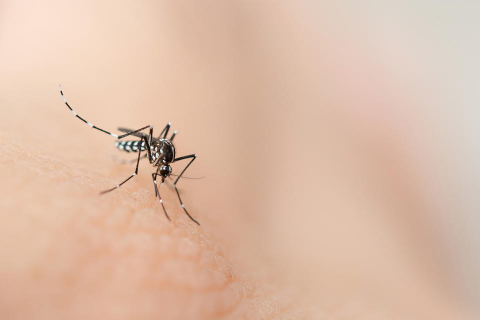 Estos insectos transmiten enfermedades como encefalitis, chikungunya, dengue y zika y el virus del Nilo Occidental. (Getty Creative)