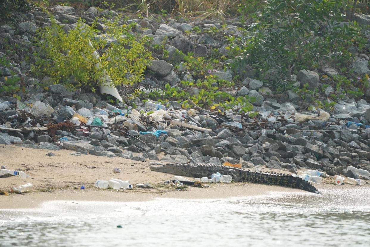 Large crocodile on Marina East beach to be put down (Photo: CK Lee/Singapore Wildlife Sightings/Facebook)