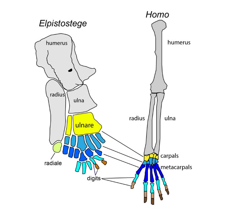 A view of the skeletal structure of the pectoral fin of the extinct fish Elpistostege watsoni