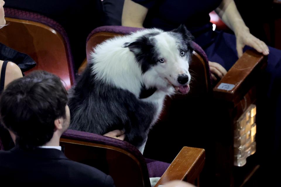 A border collie with blue eyes wears a black bow tie and sits in the audience.