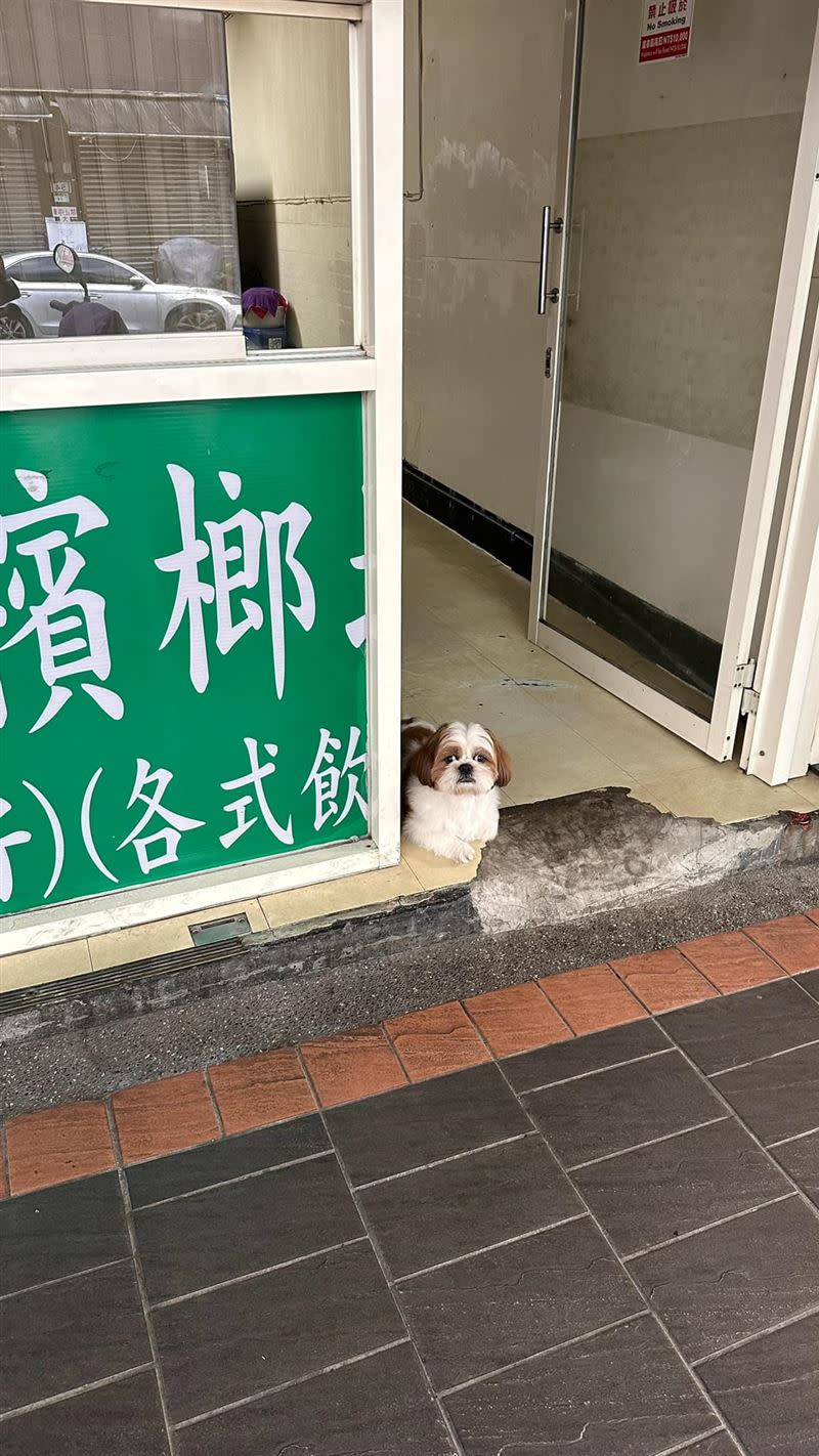 一隻西施犬端坐在檳榔店門口。（圖／翻攝自臉書社團「路上觀察學院」）