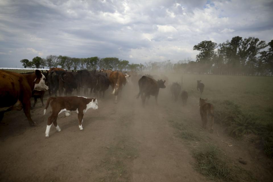 Cattle cross a dirt road with trees and rangeland in the background.