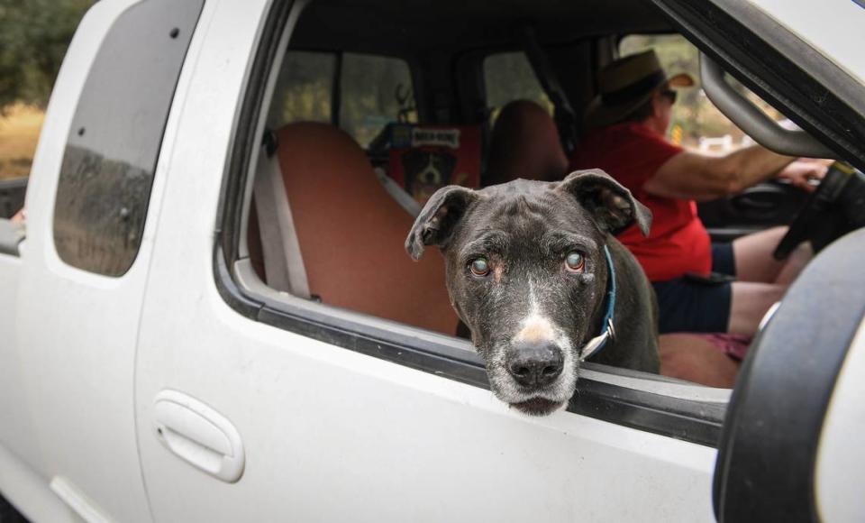 Albee, the blind lab-mix, sits in the truck cab with owner Roland Hill, while meeting a neighbor at a road block on Burrough Valley Road on Friday, Sept. 18, 2020. Hill had been living in an evacuation zone since the Creek Fire started.