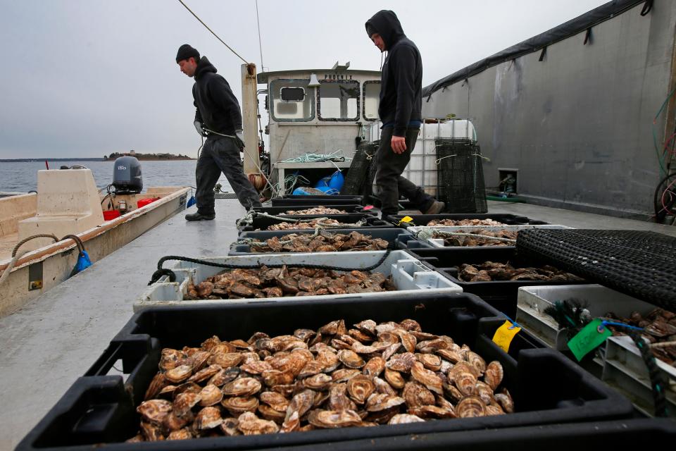 Cody Jardin and Tyler Lizotte of Blue Stream Shellfish load ten thousand oysters onto a boat to bring to a one-acre oyster restoration site in Nasketucket Bay in Fairhaven. The oysters are from two oyster farms in Fairhaven, both of which are participating in the second round of The Nature Conservancy and Pew Charitable Trust Supporting Oyster Aquaculture and Restoration (SOAR) program.