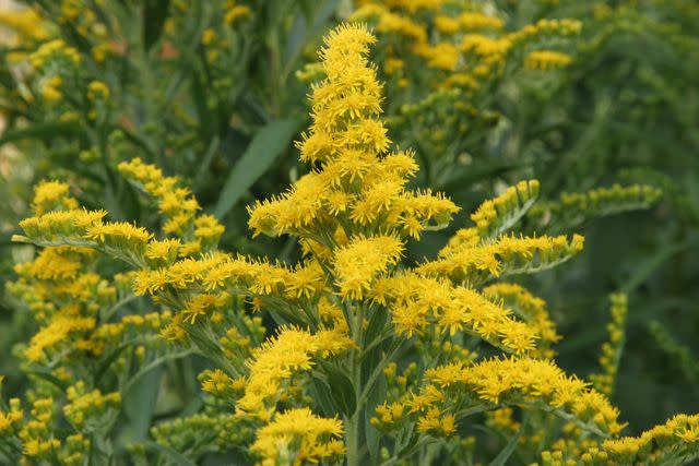 <p>Solidago/GETTY IMAGES</p>