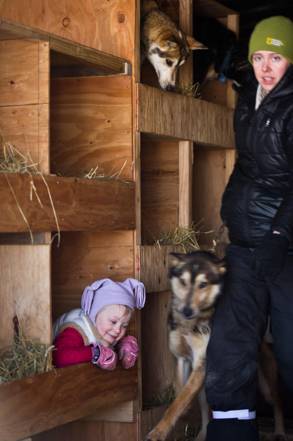 Dallas Seavey's daughter, Annie, plays in her father's dog truck, while her mother, Jen Seavey, moves dogs out of the truck at the Iditarod Trail Sled Dog Race start, Sunday, March 2, 2014, in Willow, Alaska. (AP Photo/Anchorage Daily News, Marc Lester)