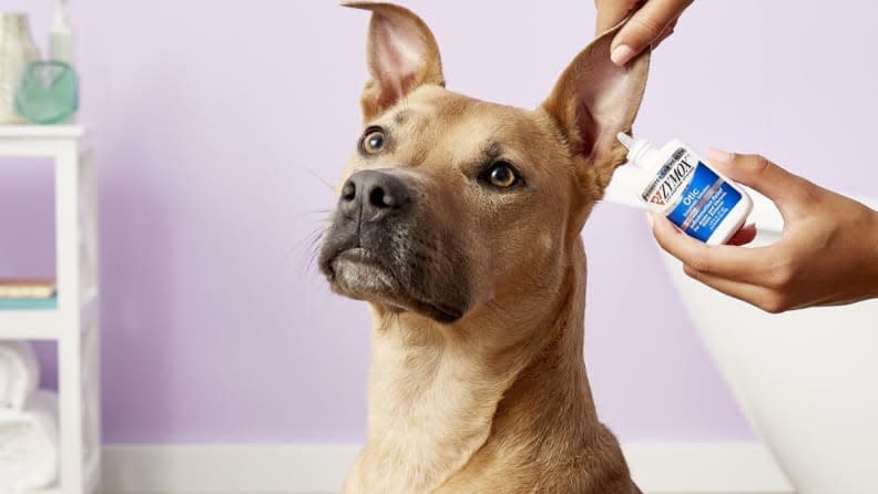 No dog is ever this calm when having their ears cleaned. Just FYI.