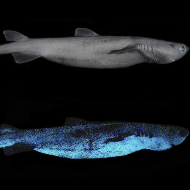 Scientists discover a terrifying 'ninja lanternshark' that can glow in the  dark