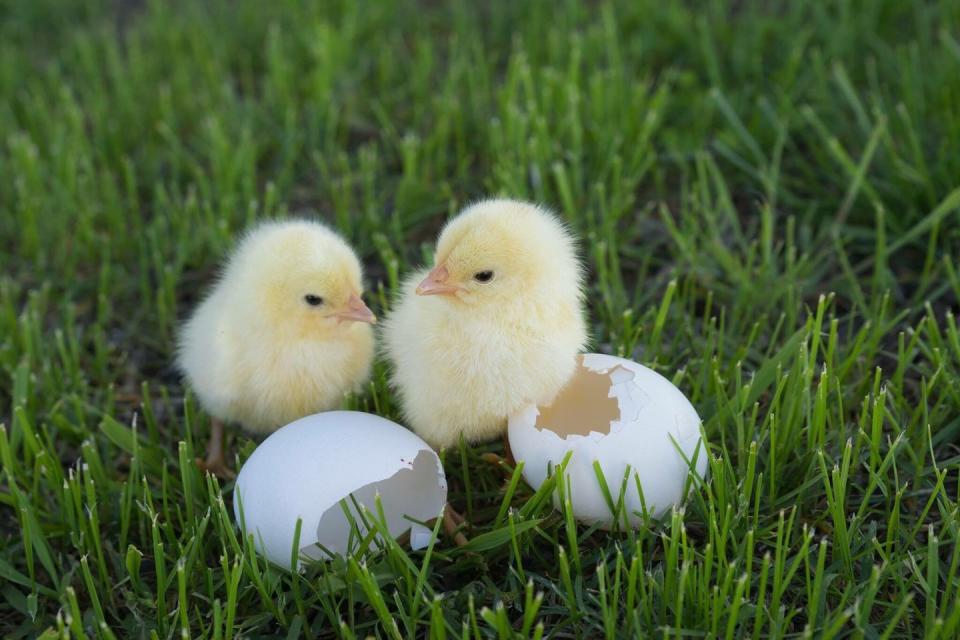 chicks on grassy field