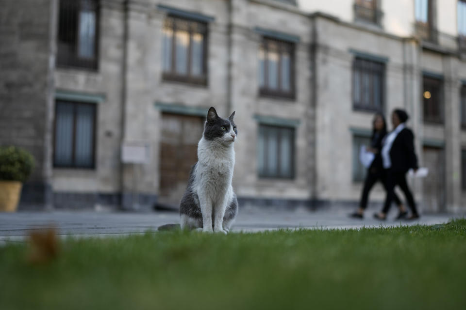 Ollin stands in one of the National Palace courtyards, in Mexico City, Thursday, March 4, 2024. Ollin, one of 19 cats living on National Palace grounds, is named in the region’s Aztec language, which means “movement.” (AP Photo/Eduardo Verdugo)