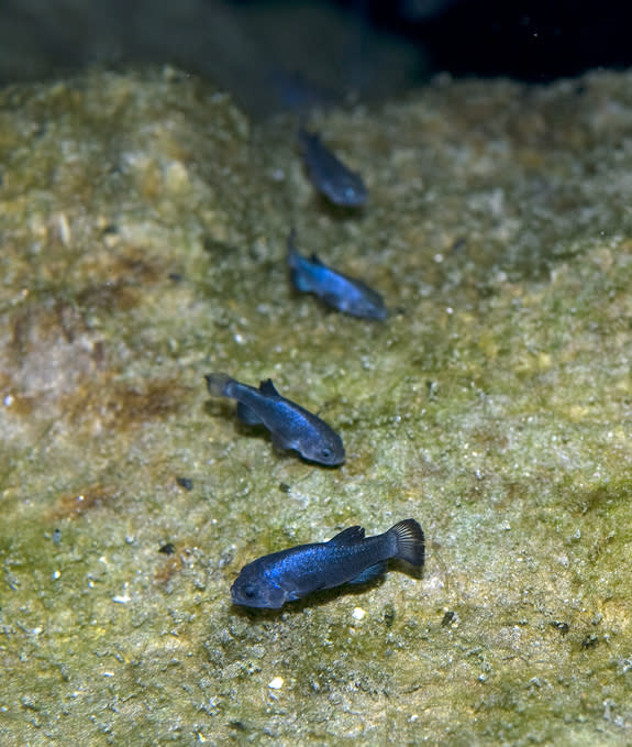 Devils Hole pupfish on their spawning ledge.