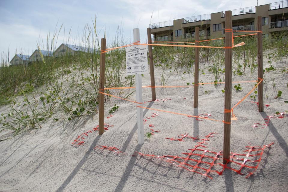 A sea turtle nest is roped off in Carolina Beach during the summer of 2015. Rising temperatures has some researchers worried that there soon might be a shortage of male loggerhead sea turtles.