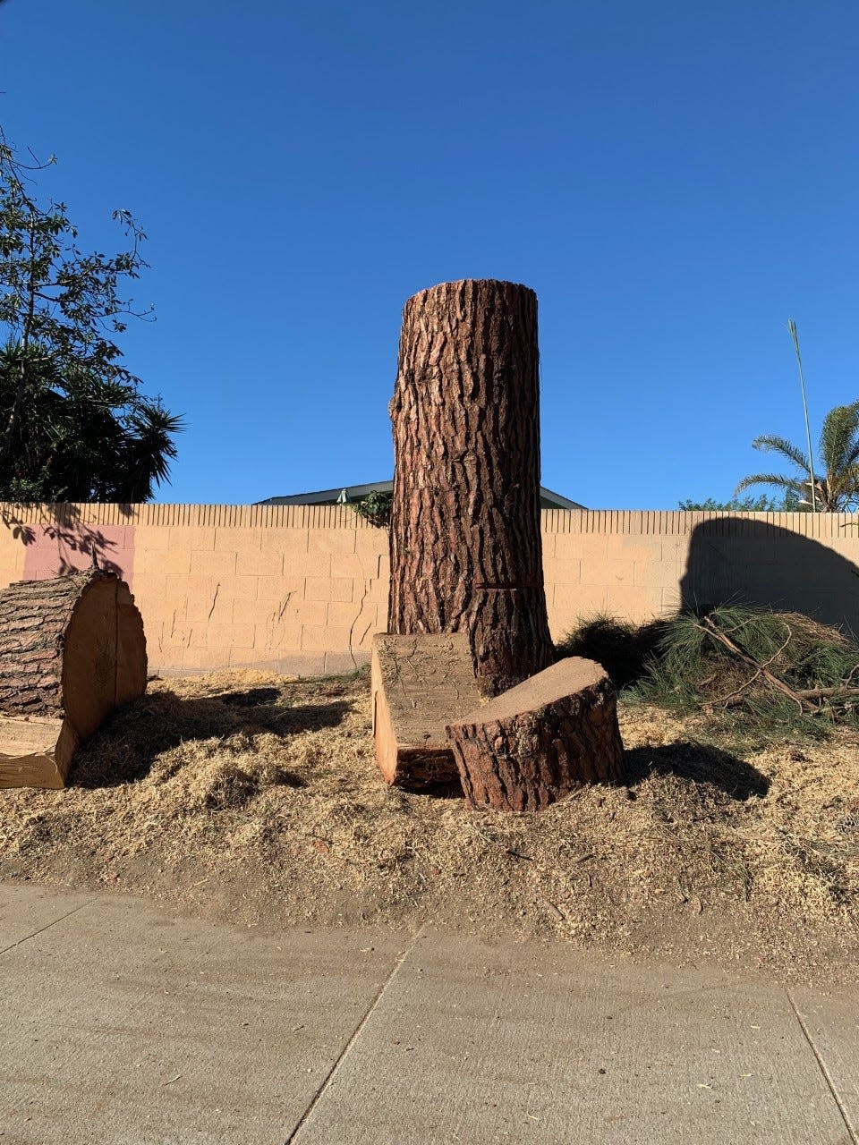 Pine trees on Thille Street adjacent to the Imperial Ventura Mobile Home Estate in Ventura were cut down to stumps earlier this month.