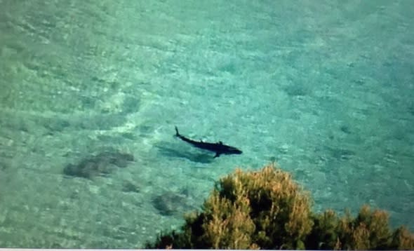 Is this a great white shark in Magaluf?