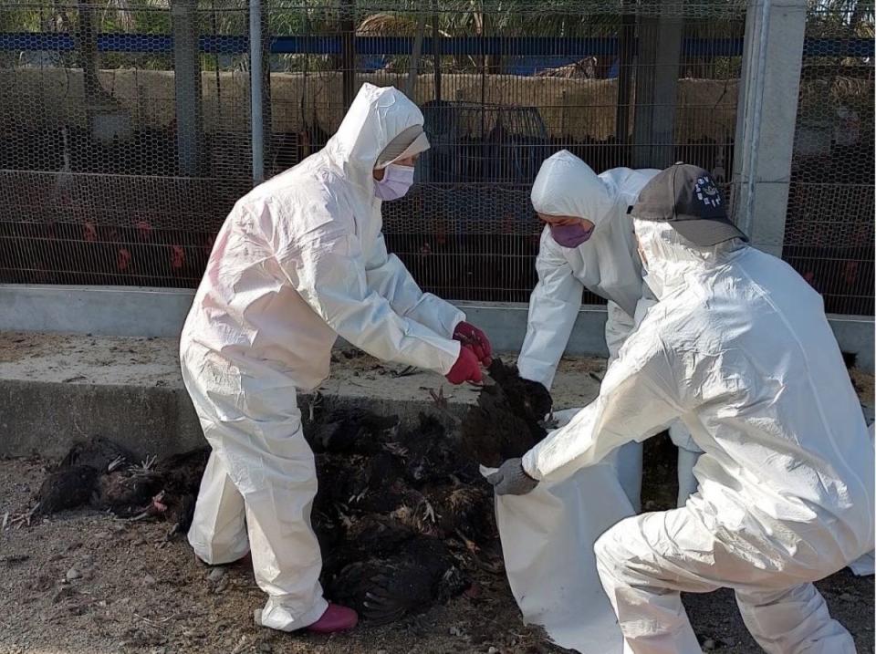 屏東縣鹽埔鄉再傳養雞場雞隻感染H5N1禽流感，動物防疫所人員今天前往執行撲殺作業。（圖：屏東縣政府提供）