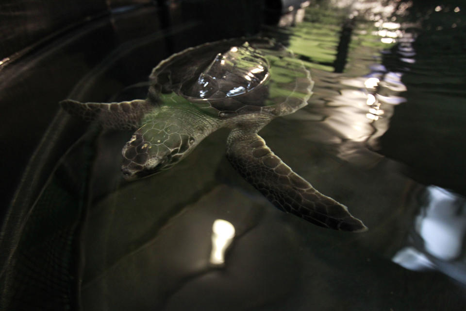 In a July 18, 2012 photo, a Kemp's Ridley turtle swims while being rehabbed from injuries sustained from a boat strike in the Gulf of Mexico, at the Audubon Aquatics Center in New Orleans. Efforts to protect endangered sea turtles in the Gulf of Mexico have prompted strenuous complaints from the dwindling fleet of shrimpers blamed for drowning them in their nets, who say their own livelihoods are threatened. (AP Photo/Gerald Herbert)
