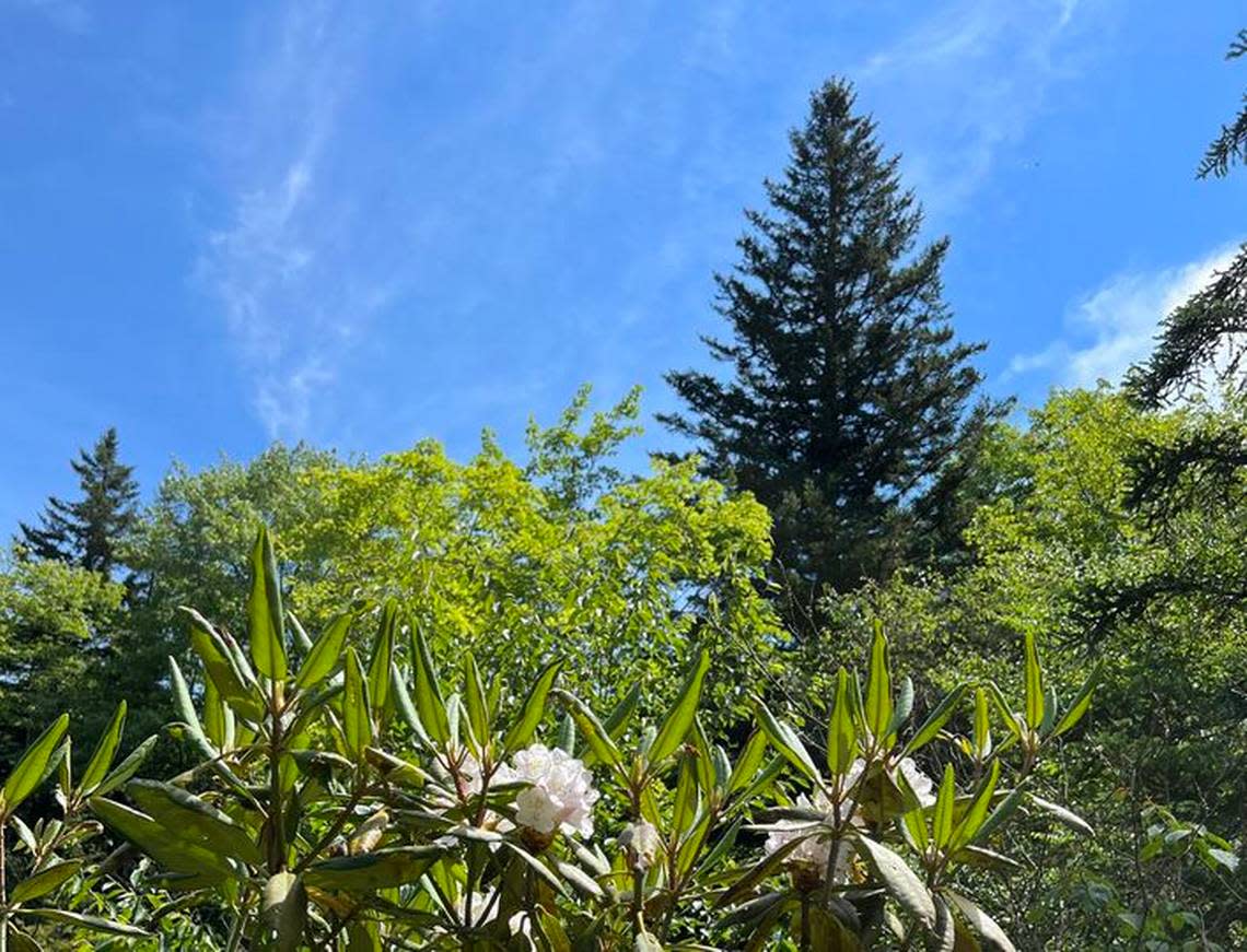 Ruby, a 78-foot red spruce, towers above her neighbors in the Pisgah National Forest earlier this year. The tree was cut Wednesday to serve as the U.S. Capitol Christmas Tree and to launch a reforestation effort for the red spruce.