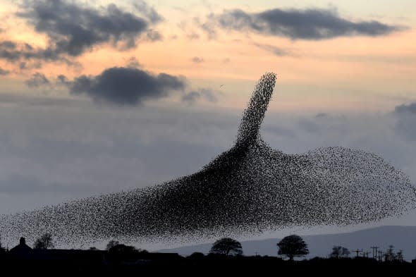 Beautiful starling display captured