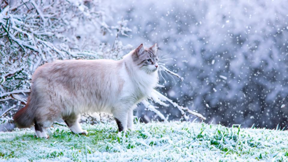 Birman cat stood on grass as snow falls