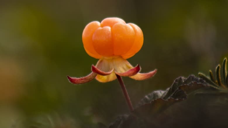 A cloudberry flower close-up