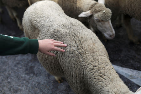 A boy touches a sheep during the annual sheep parade through Madrid, Spain, October 21, 2018. REUTERS/Susana Vera