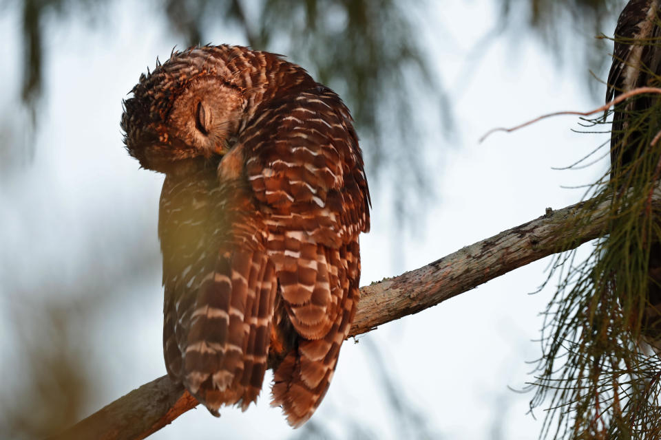 In this Monday, Oct. 21, 2019 photo, a barred owl rests at dawn in Everglades National Park near Flamingo, Fla. (AP Photo/Robert F. Bukaty)