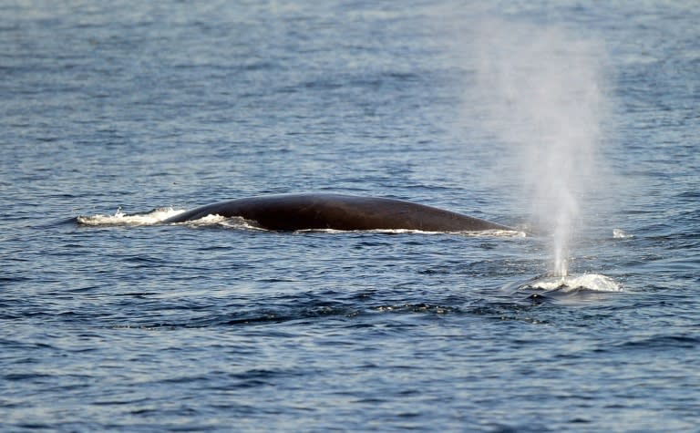 Un rorcual común, la segunda mayor especie de ballena del mundo, nada en aguas del oceáno Pacífico a unos 9 km de la costa de Long Beach (California), el 19 de enero del año 2012 al oeste de EEUU (Frederic J. Brown)