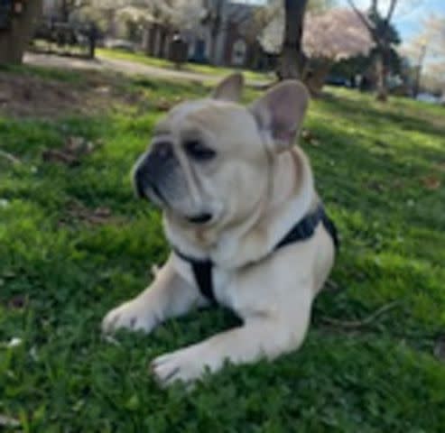 <p>DC Police Department/Twitter</p> French bulldog reunited with owner