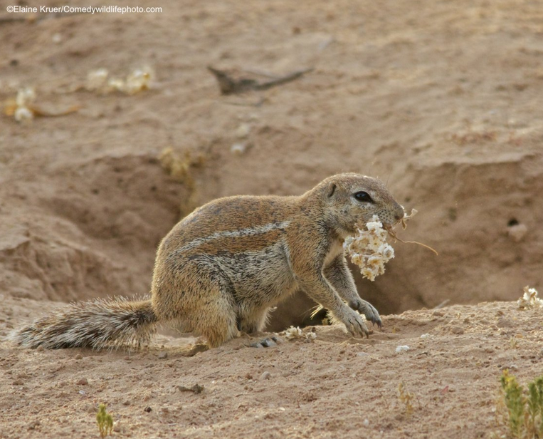 Les photos animalières les plus drôles de 2019