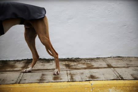 Argi, a trained therapeutic greyhound used to treat patients with mental health issues and learning difficulties, wears a coat made by patients as he waits to get something to eat at Benito Menni health facility in Elizondo, northern Spain, February 13, 2017. REUTERS/Susana Vera