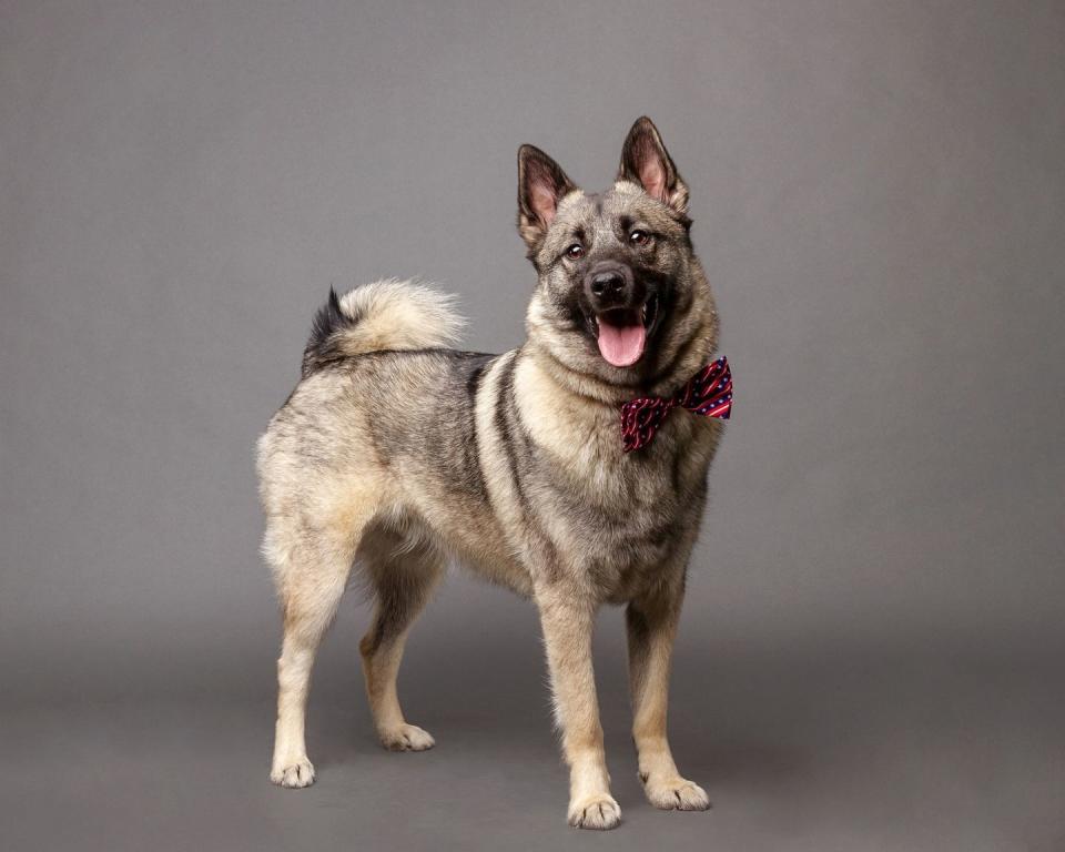 Norwegian Elkhound