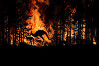 Bush fire In Australia Forest Many Kangaroos And Other Animals Running Escaping To Save Their Lives, Evacuation destroyed silhouette.