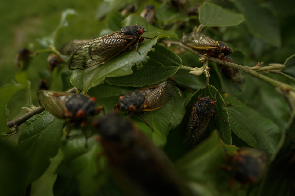 Adult cicadas cover a plant, Monday, May 17, 2021, at Woodend Sanctuary and Mansion, in Chevy Chase, Md. (AP Photo/Carolyn Kaster)